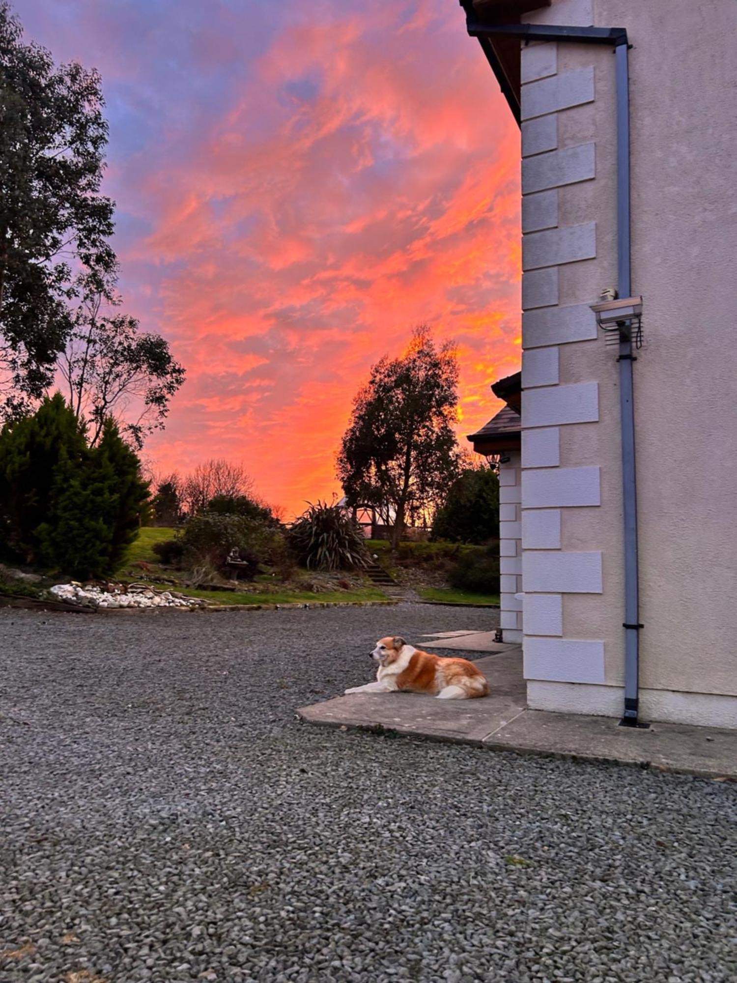 Ramsgrange Tobernaglough Wexford Pet Friendly Country B&B المظهر الخارجي الصورة