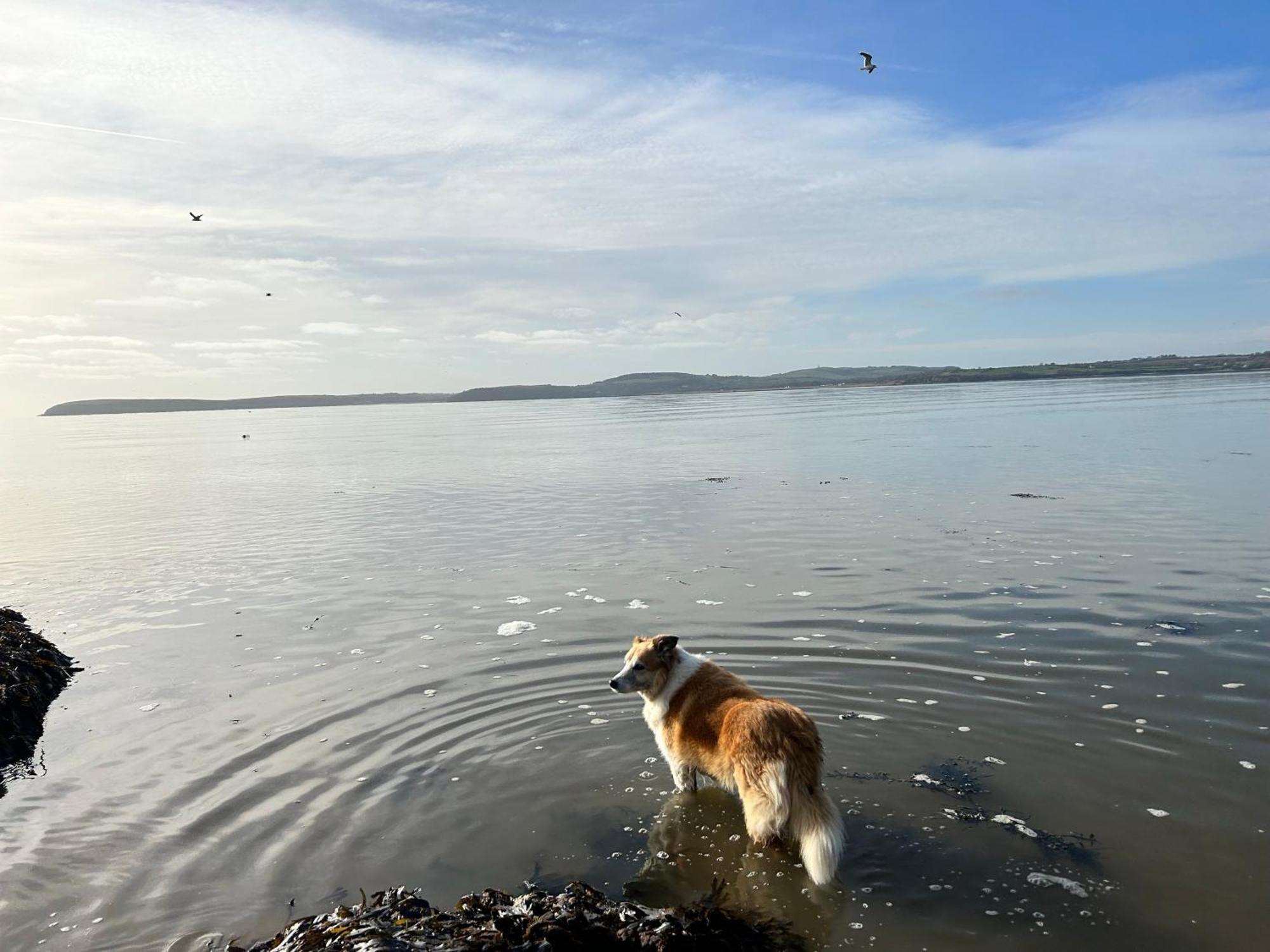 Ramsgrange Tobernaglough Wexford Pet Friendly Country B&B المظهر الخارجي الصورة